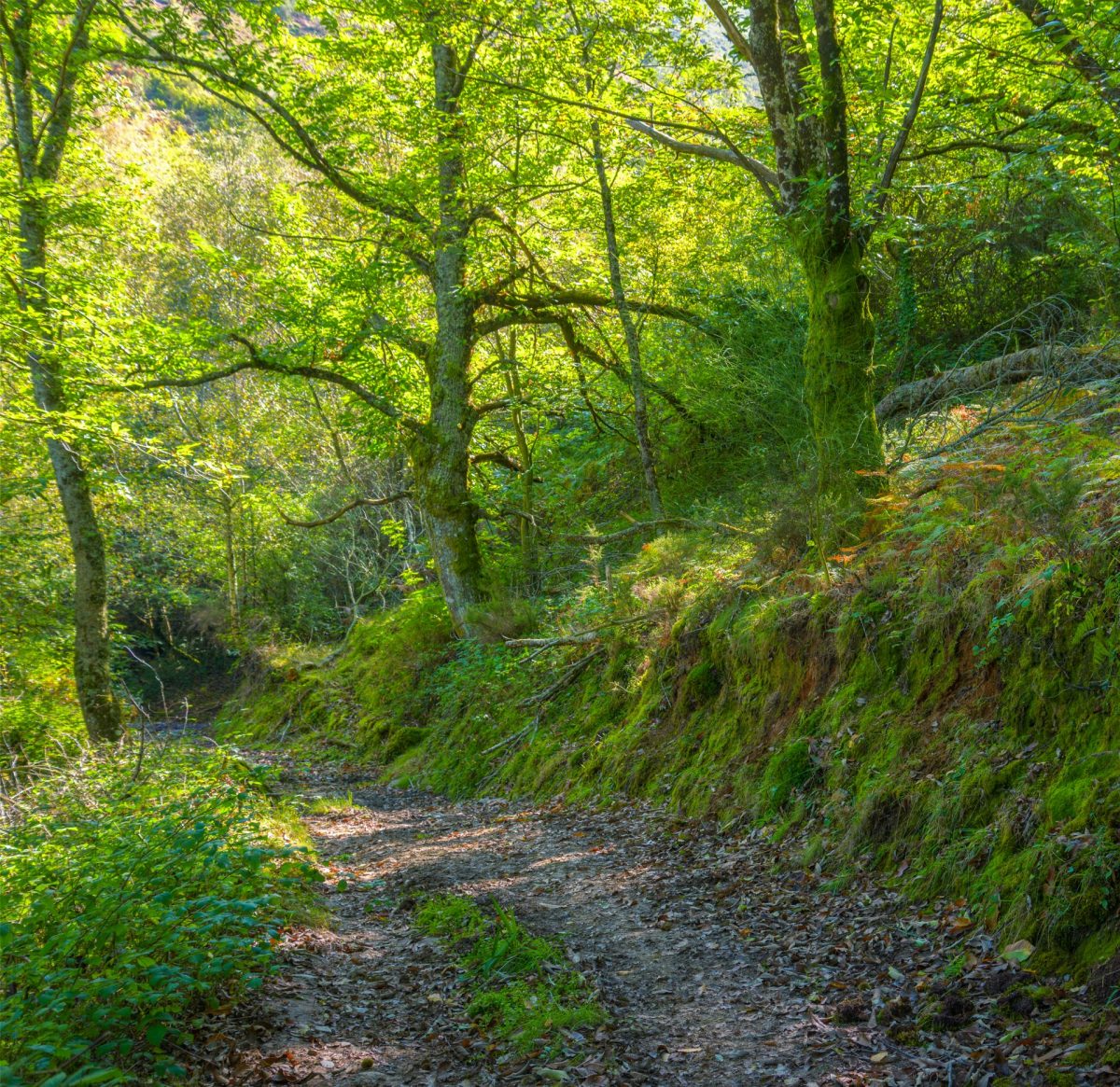 Hotel Portomiño Pensión y restaurante en Portomarín